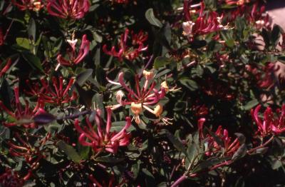 Flowers of Woodbine Honeysuckle; cultivar 'Serotina'